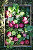 Freshly picked apples with leaves in a wooden crate