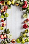 Verschiedene Äpfel mit Blättern als Rahmen auf weissen Holzpaneelen
