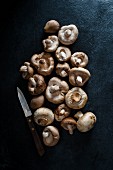 Mushrooms on a dark background with a knife