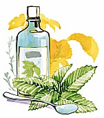 An illustration of a bottle of spirit of melissa and melissa leaves