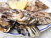 Fresh oysters with lemon (close-up)