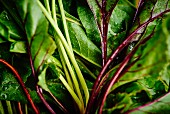 Young beetroot leaves