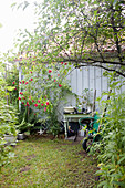 Pflanztisch am Gartenhaus mit Kletterrosen im ländlichen Garten