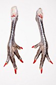 Two chicken feet with painted claws against a white background