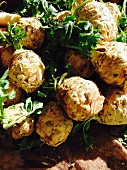 Celery root at a farmers market in the sun