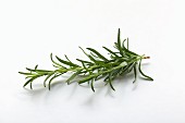 Fresh rosemary