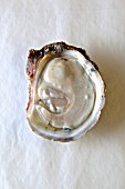 Open bluepoint oyster against white background (supervision)