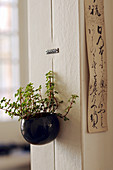 Houseplant in pot hung on interior wall