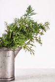 Fresh dill in a metal jug