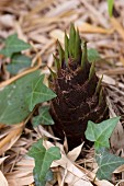 Sprouting bamboo plant outside