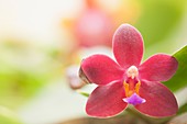 Doritaenopsis Cherry Wine 'Newberry' orchid