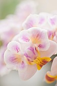 Phalaenopsis Be Glad 'Peloric' orchid