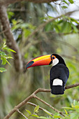 Toco toucan in a tree