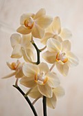Phalaenopsis Gold Tris orchid flowers