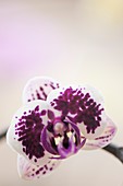 Phalaenopsis Chian Xen Violin orchid
