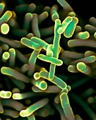 Shigella dysenteriae bacteria, SEM