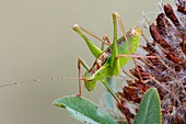 Speckled bush cricket