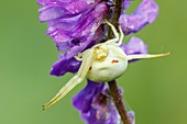 Crab spider