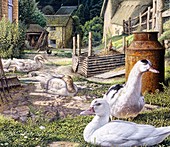 English farmyard, illustration