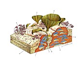 Prehistoric mud-mound, illustration