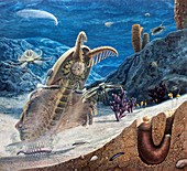 Burgess Shale animals, illustration