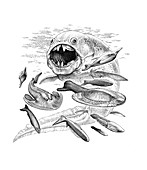 Dunkleosteus hunting its prey, illustration