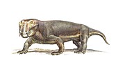 Lystrosaurus therapsid, illustration