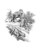 Saurosuchus and Hyperodapedon reptiles, illustration