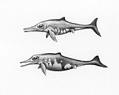 Stenopterygius and Hauffiopteryx ichthyosaurs, illustration