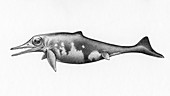 Hauffiopteryx ichthyosaur, illustration