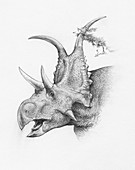 Diabloceratops eatoni dinosaur, illustration