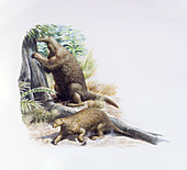Hapalops ground sloths, illustration