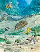 Cambrian marine organisms, illustration