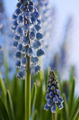 Armenian grape hyacinth flowers