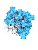 Aquaporin membrane protein, molecular model