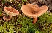 Rufous milkcap mushrooms