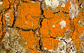 Gold dust lichen