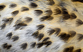 Song thrush breast feathers