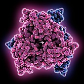 PTPS synthase molecule