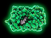 Sensory rhodopsin II molecule