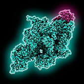 RNA polymerase holoenzyme