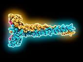 Zinc finger protein EEA1