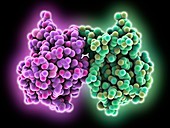 Fungal toxin KP4 molecule