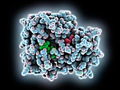 Phosphotransferase complex