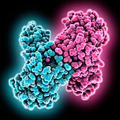 Manganese superoxide dismutase