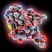 Amyloid beta precursor protein