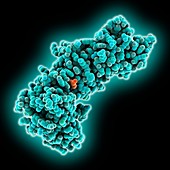 Tyrosine kinase c-Abl