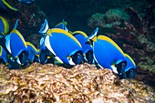 Powderblue surgeonfish