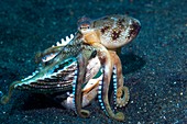 Veined octopus