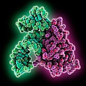 Transfer-messenger RNA SmpB complex